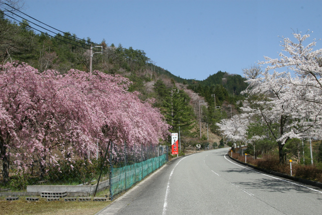 生野銀山「しだれ桜」が満開