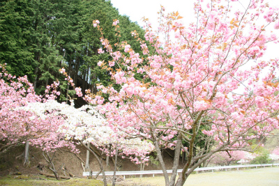 生野銀山の「八重桜」が満開