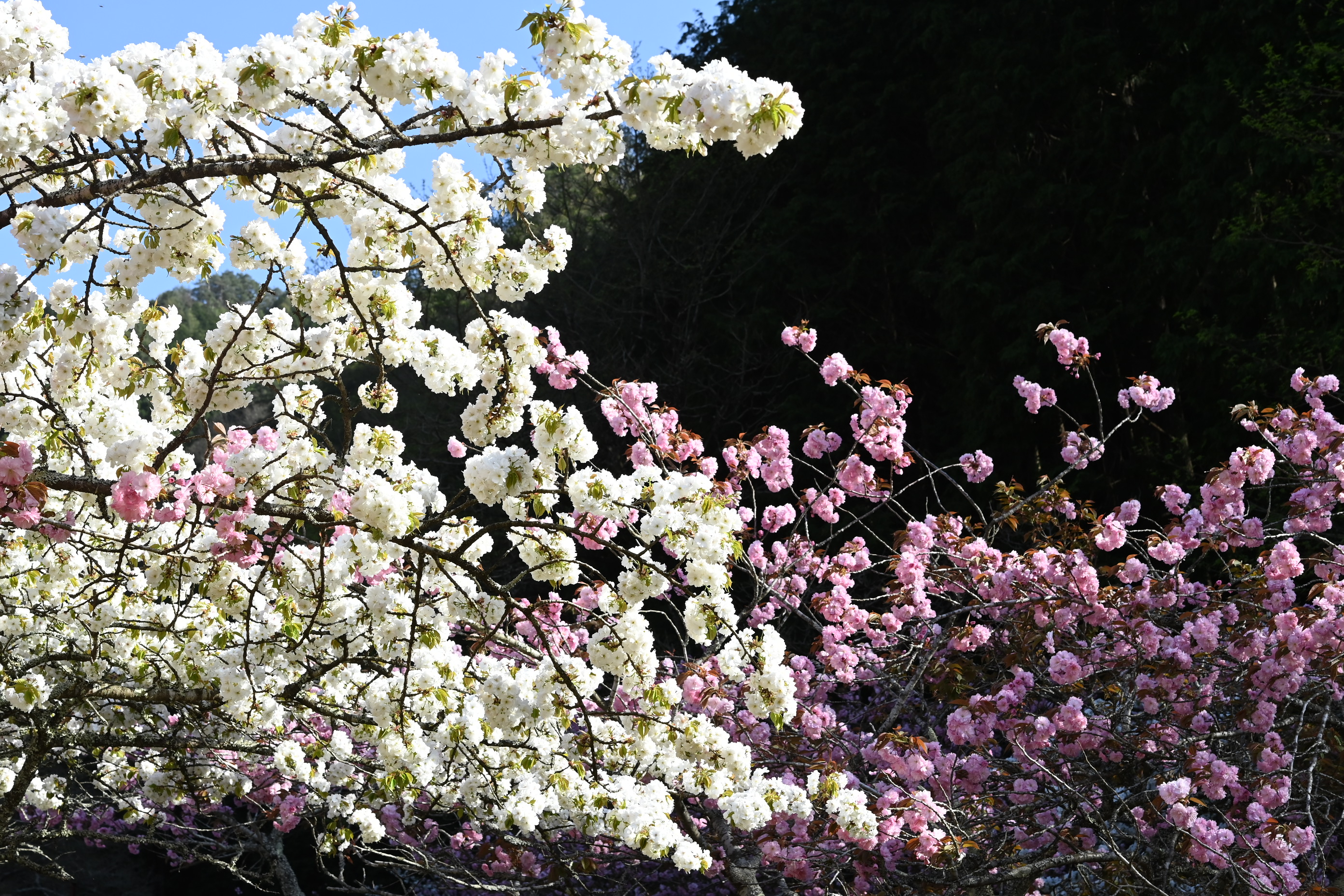 八重桜が見頃です