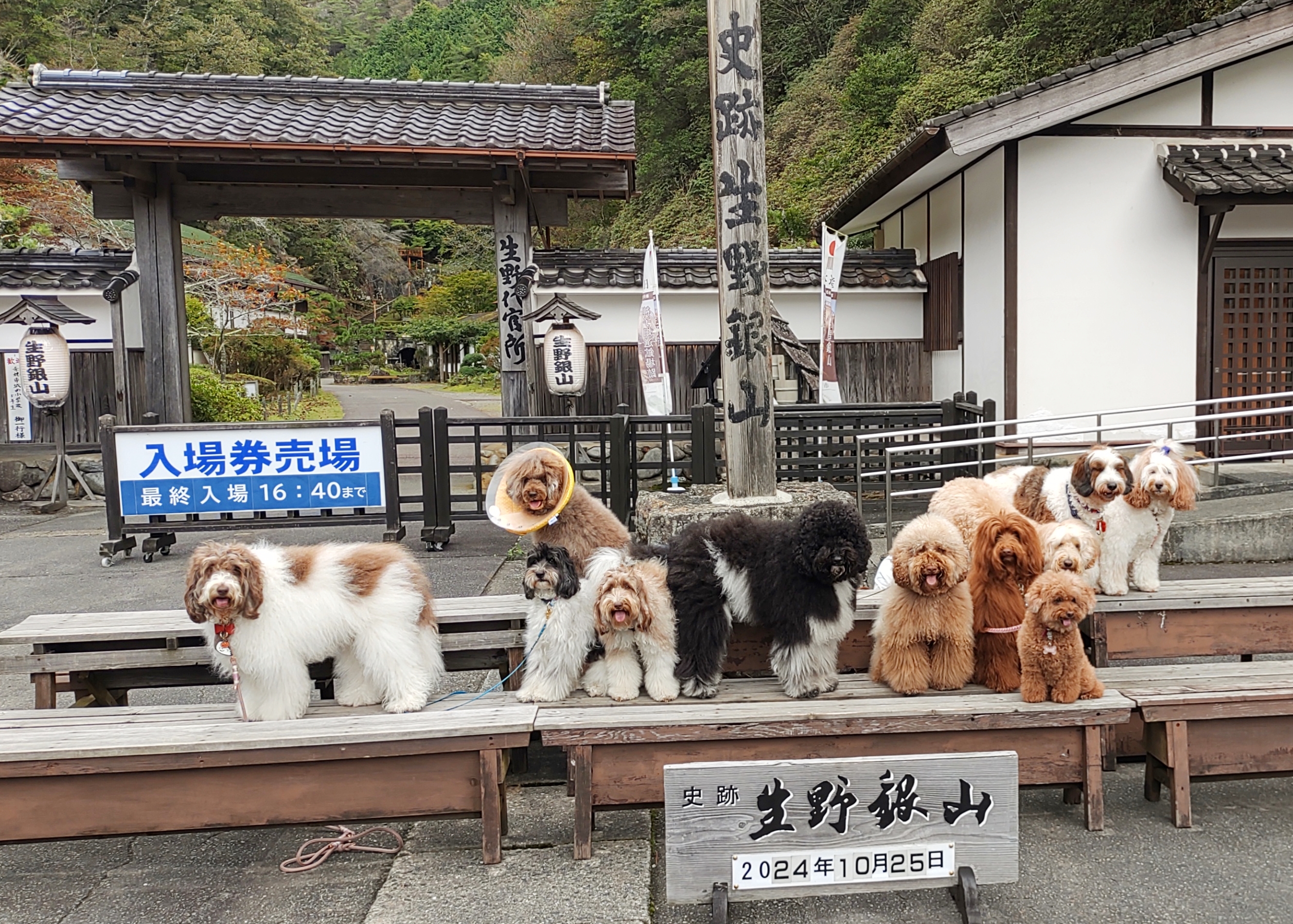 わんちゃん御一行様 ご来場